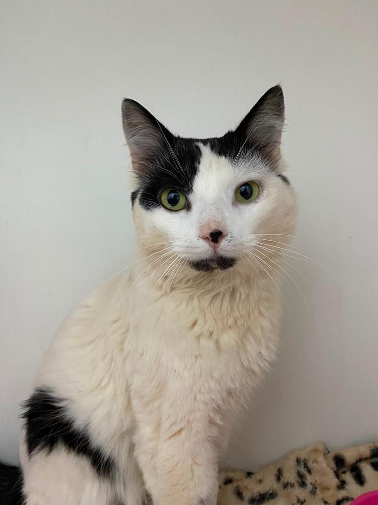 Mocinho, gato de porte médio para adoção em Santa Rosa - RS