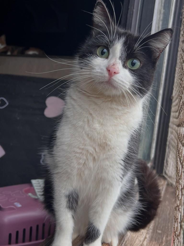 Cyndi, gata de porte pequeno para adoção em Santa Rosa - RS