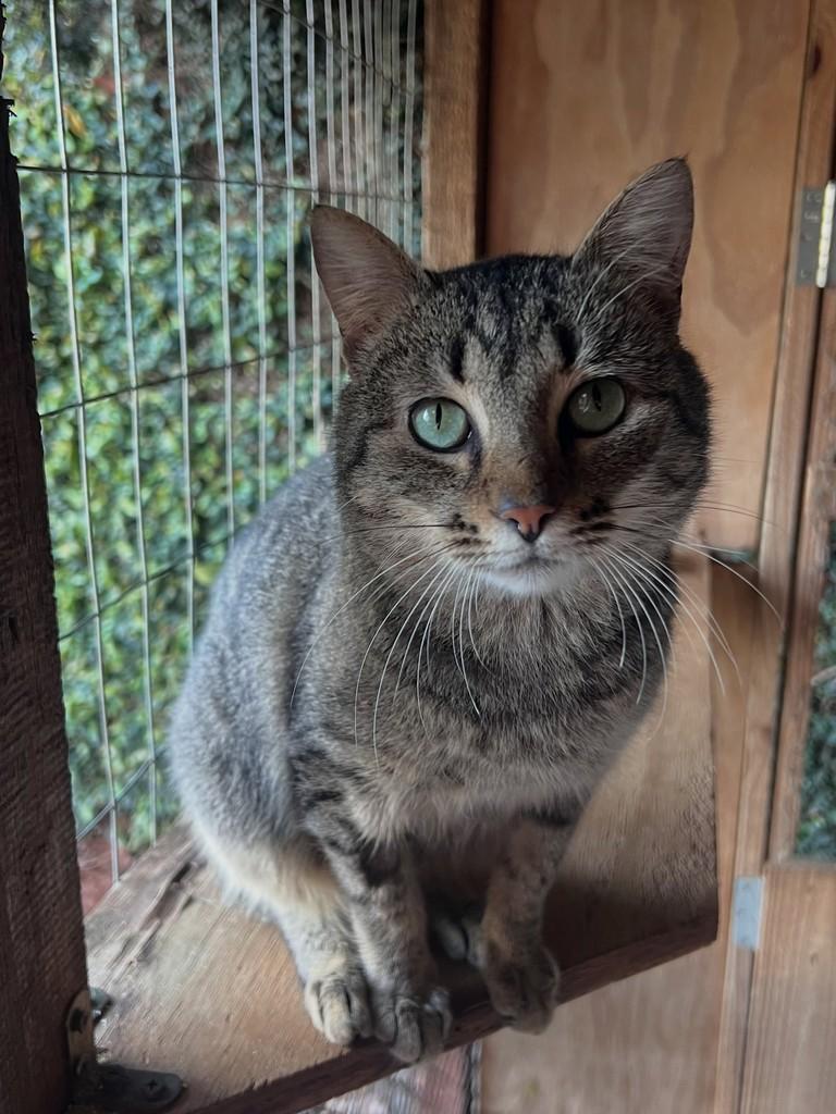 Petigatô, gato de porte médio para adoção em Santa Rosa - RS