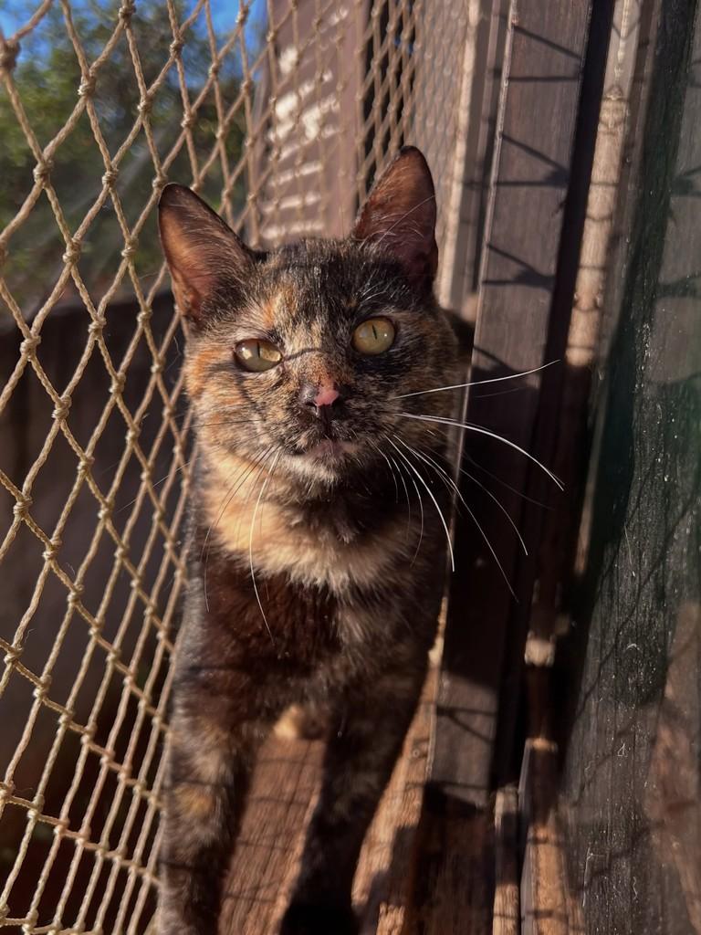 Pink, gata de porte médio para adoção em Santa Rosa - RS