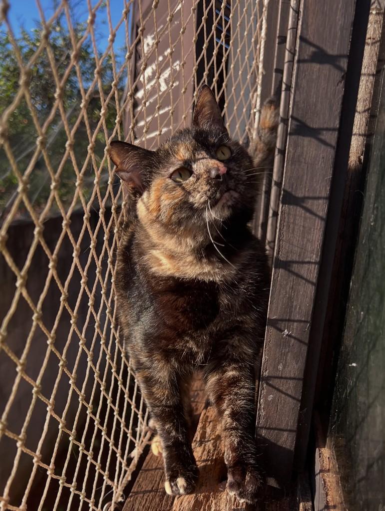 Pink, gata de porte médio para adoção em Santa Rosa - RS — foto 2 de 3
