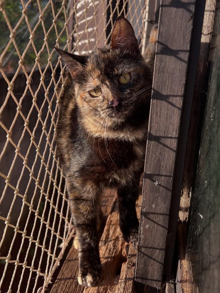 Pink, gata de porte médio para adoção em Santa Rosa - RS — foto 3 de 3