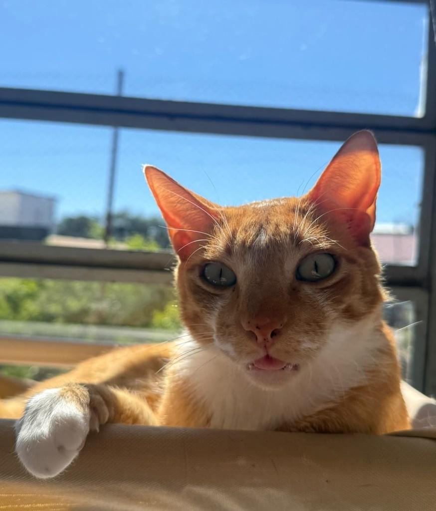 João, gato de porte médio para adoção em Santa Rosa - RS