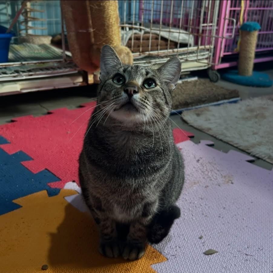 Felipe, gato de porte médio para adoção em Porto Alegre - RS