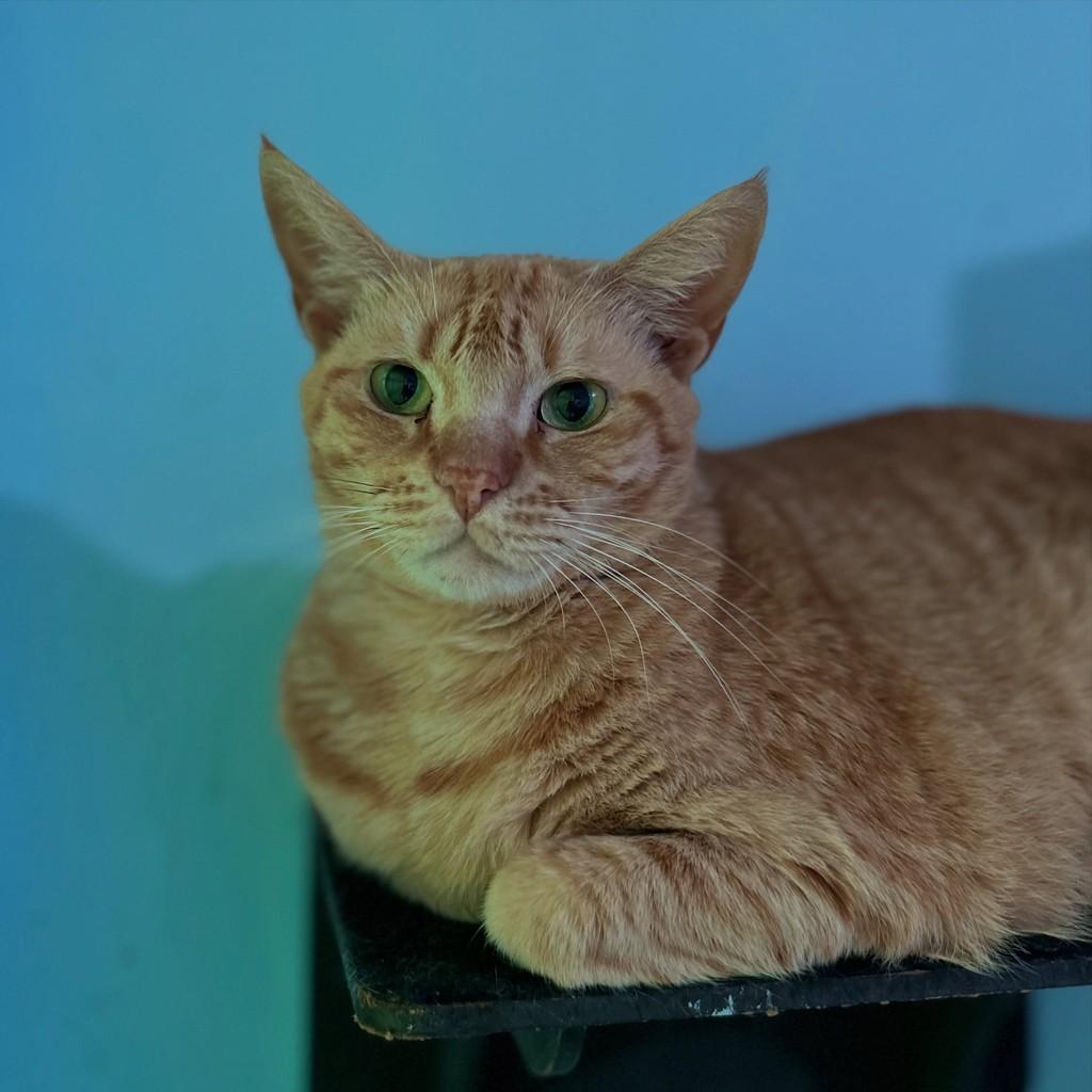 Daisy, gata de porte médio para adoção em Porto Alegre - RS