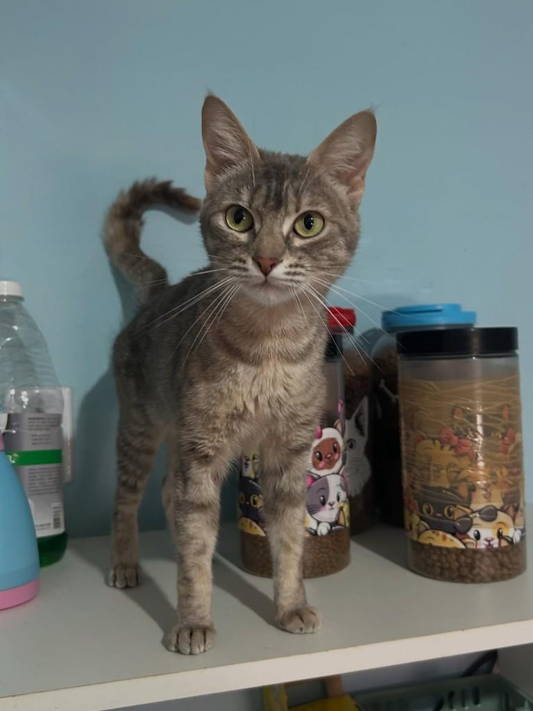 Puma, gata de porte pequeno para adoção em Porto Alegre - RS