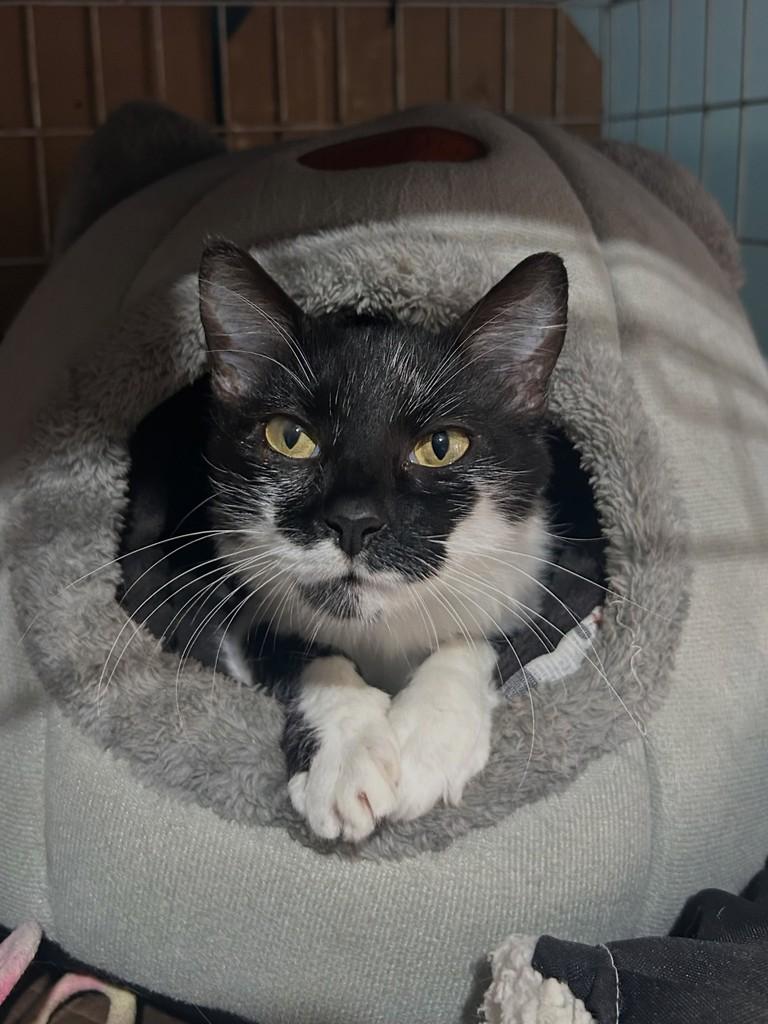 Iza, gata de porte pequeno para adoção em Porto Alegre - RS