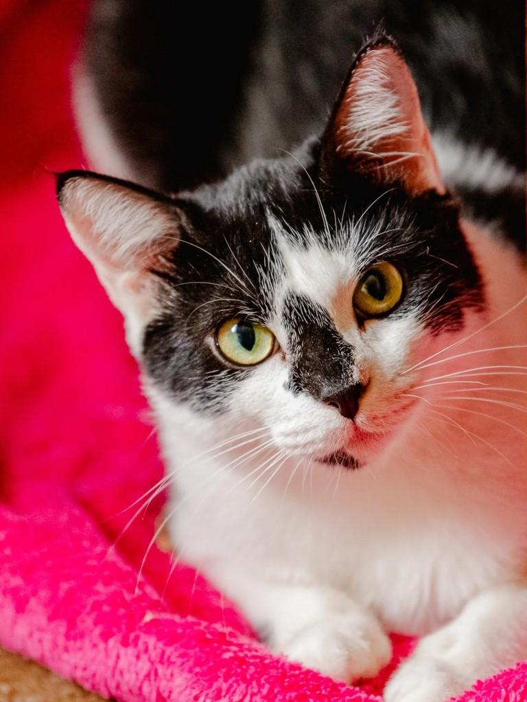 Felipo, gato para adoção em Sumaré - SP