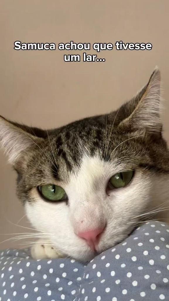 Samuca, gato para adoção em Campinas - SP