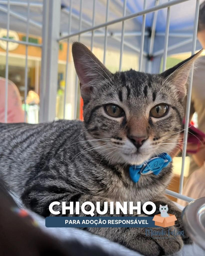 Chiquinho Pikachu, gato de porte pequeno para adoção em Campinas - SP