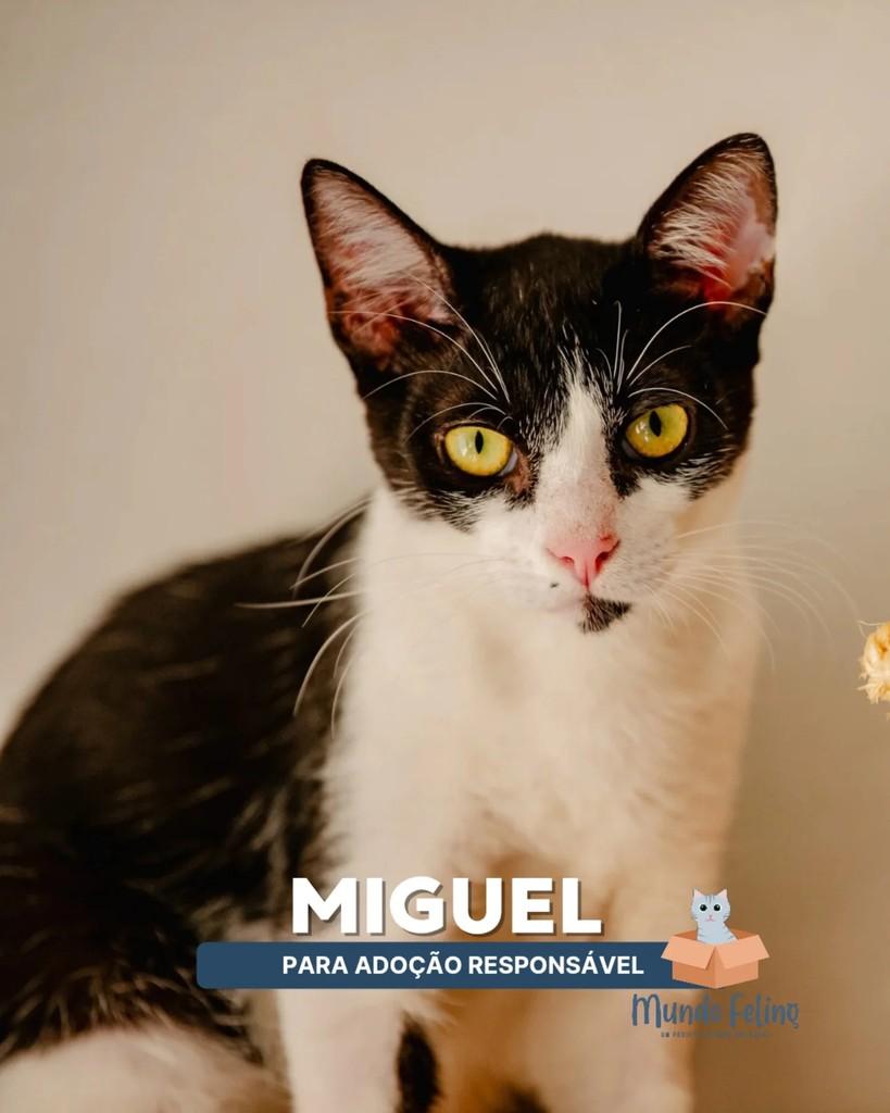 Miguel, gato de porte pequeno para adoção em Campinas - SP