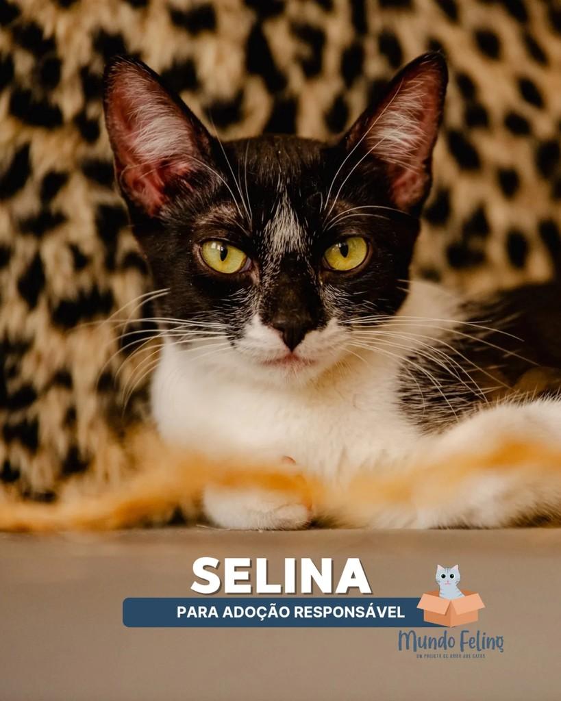Selina, gata de porte pequeno para adoção em Campinas - SP