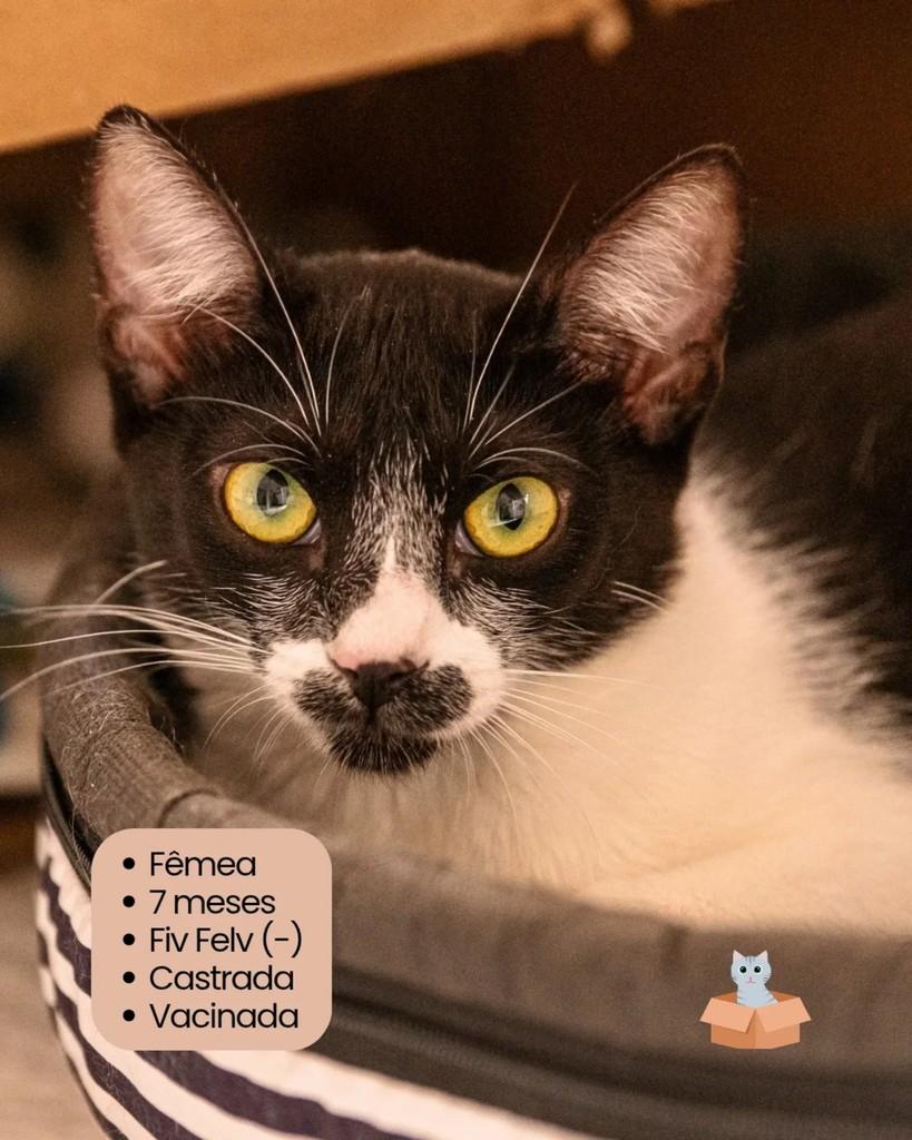 Lupita, gata para adoção em Campinas - SP