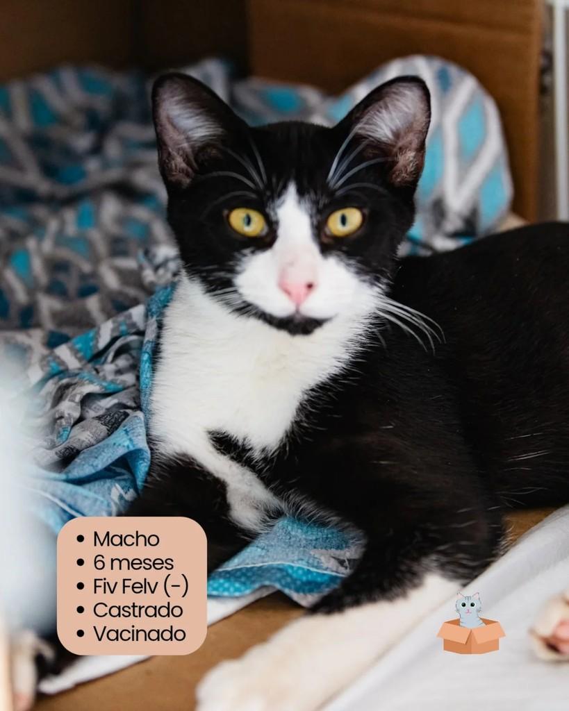 Julio, gato para adoção em Campinas - SP