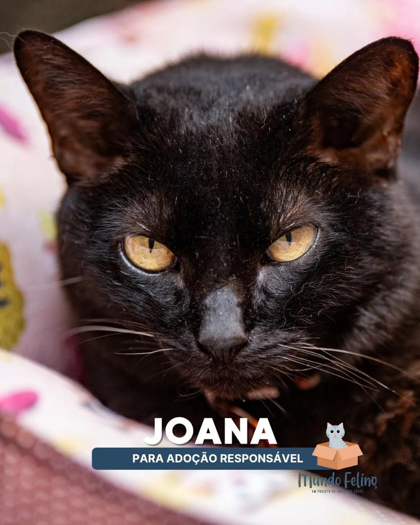 Joana, gata de porte pequeno para adoção em Campinas - SP