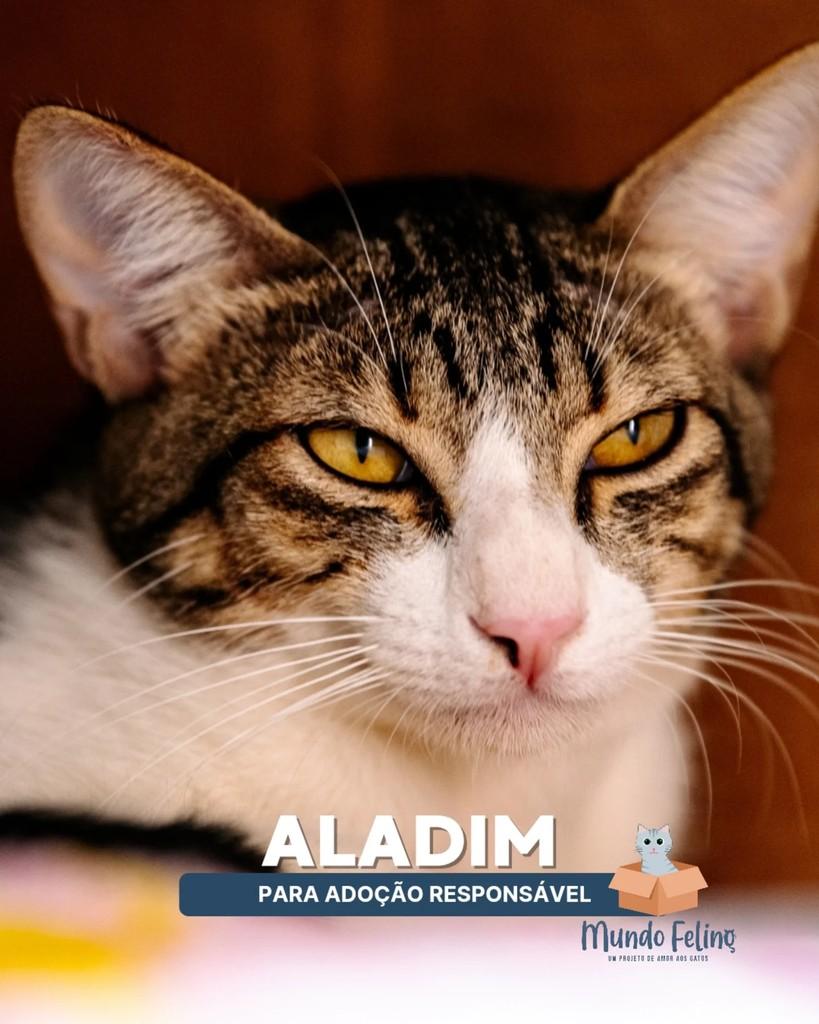 Aladim, gato para adoção em Campinas - SP