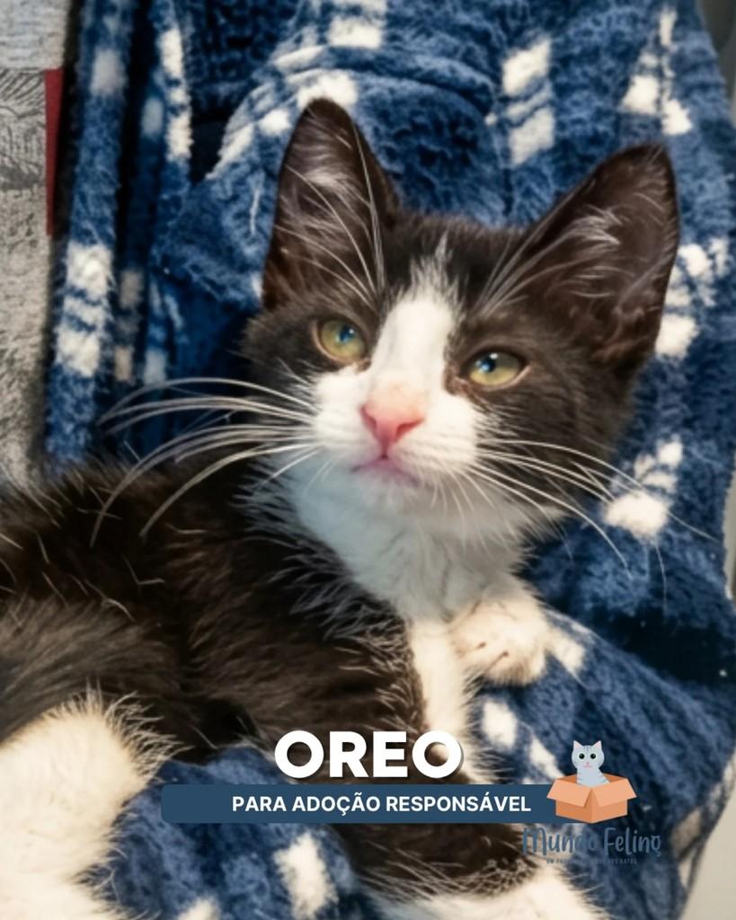 Oreo, gato de porte pequeno para adoção em Campinas - SP