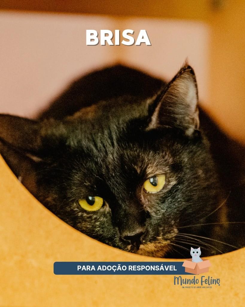 Brisa, gata de porte pequeno para adoção em Campinas - SP