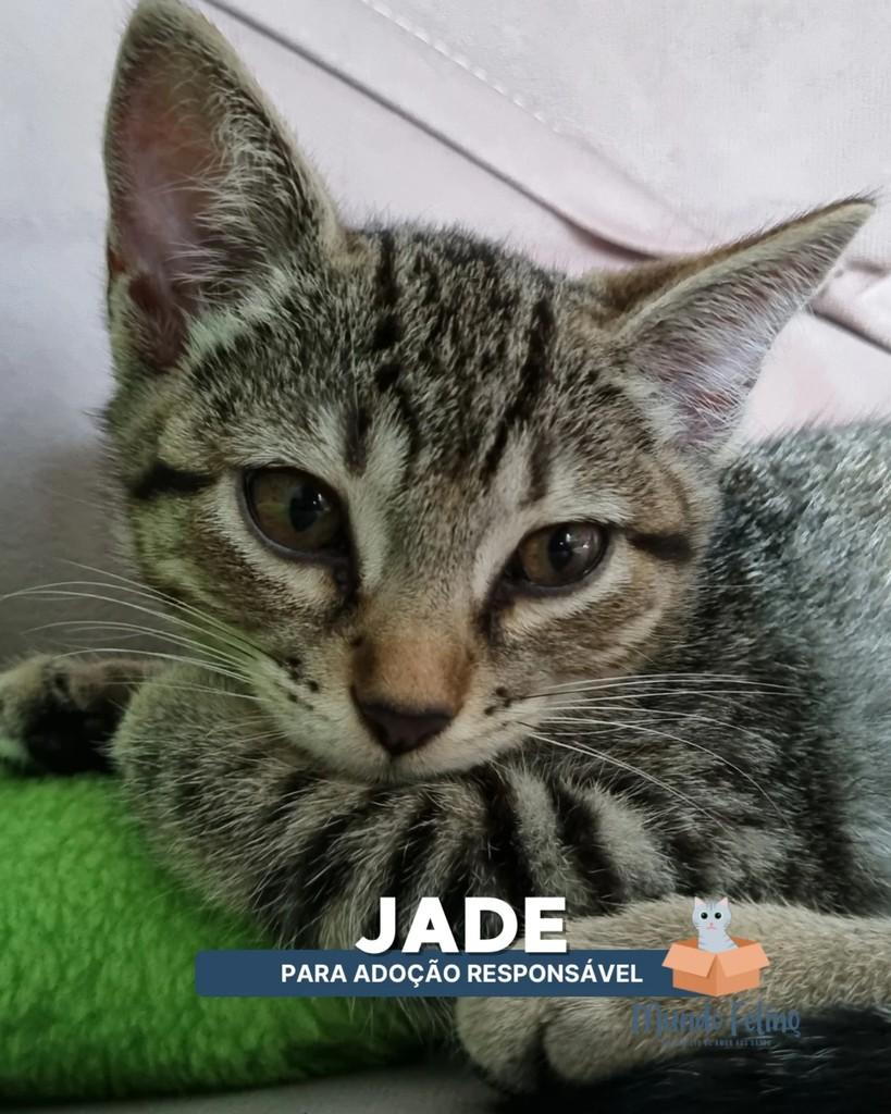 Jade, gato de porte pequeno para adoção em Campinas - SP