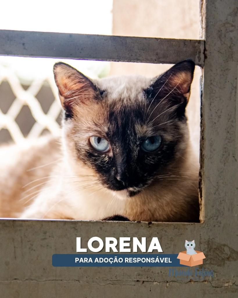 Lorena, gato de porte médio para adoção em Lorena - SP