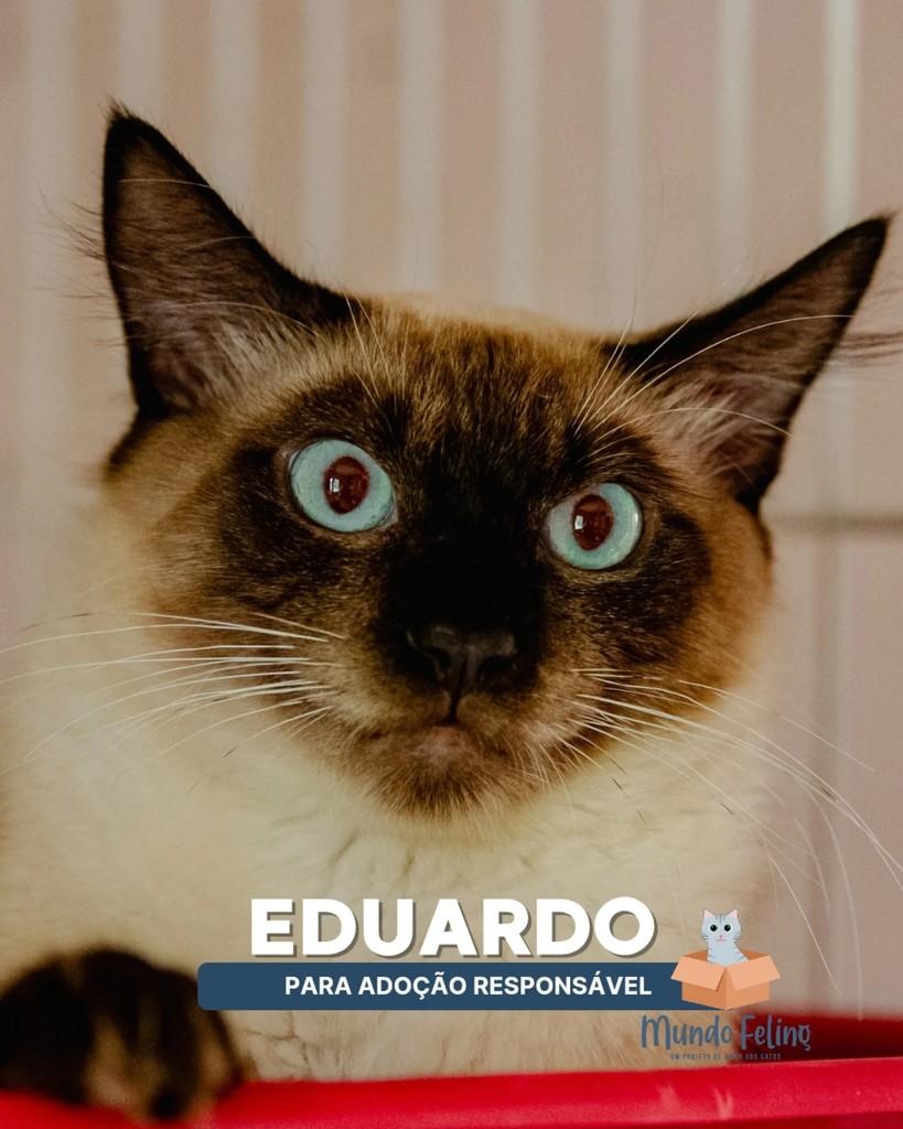 Eduardo, gato de porte médio para adoção em Campinas - SP
