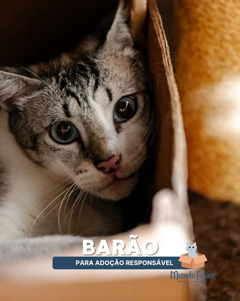 Barão, gato para adoção em Campinas - SP