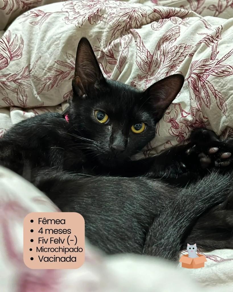 Montanha, gato de porte pequeno para adoção em Campinas - SP