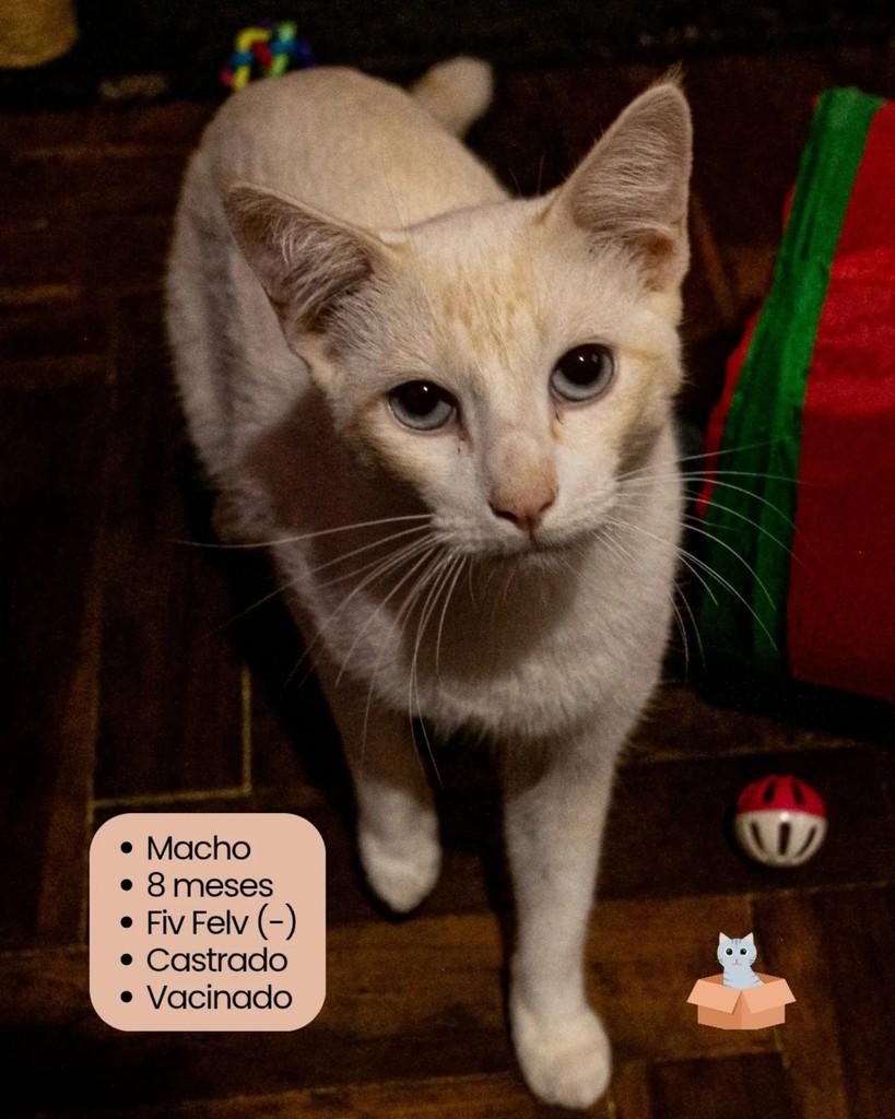 Romeu, gato de porte pequeno para adoção em Campinas - SP