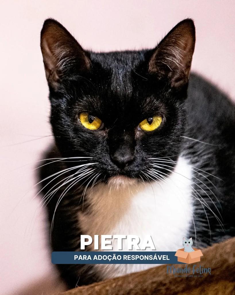 Pietra, gato de porte médio para adoção em Campinas - SP
