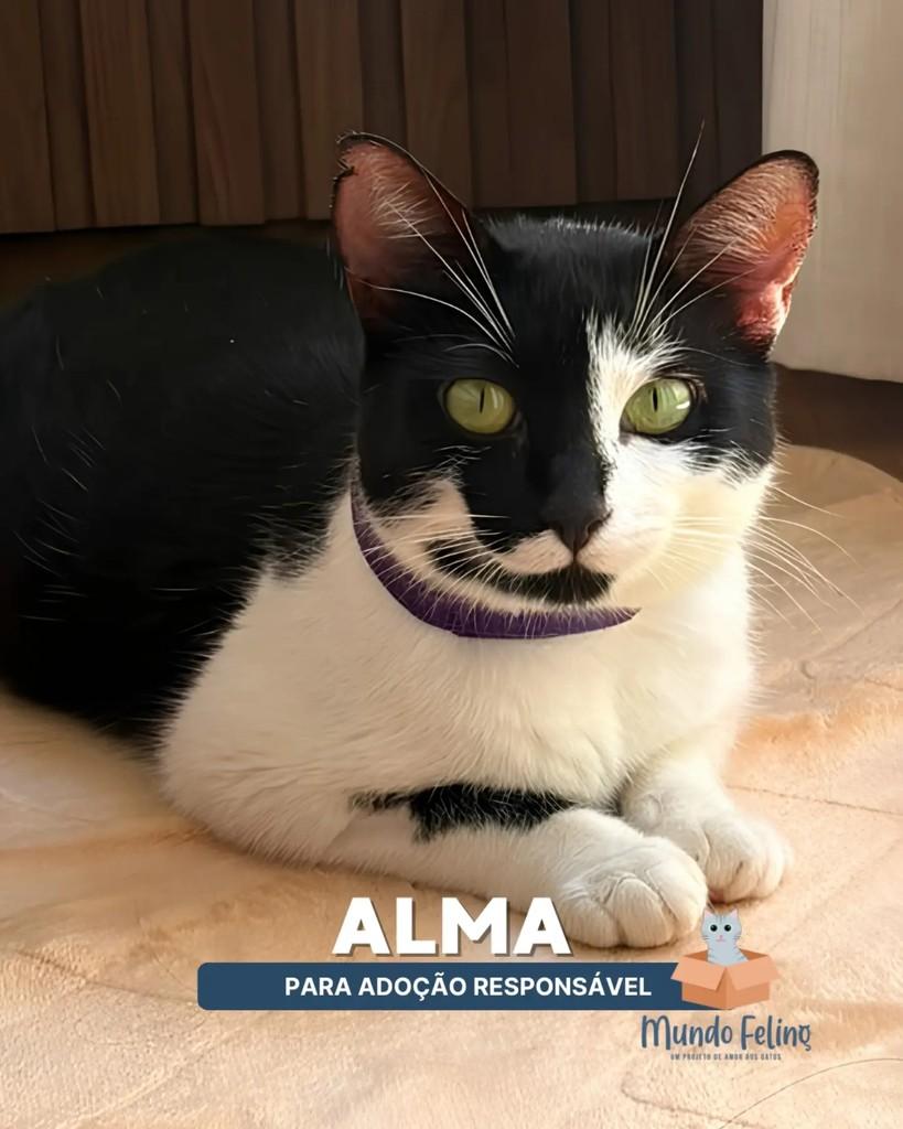 Alma, gato de porte médio para adoção em Campinas - SP