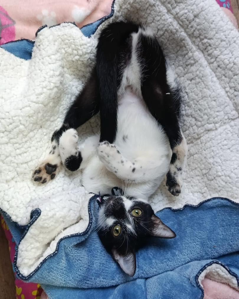 Floquinha, gato de porte pequeno para adoção em Campinas - SP