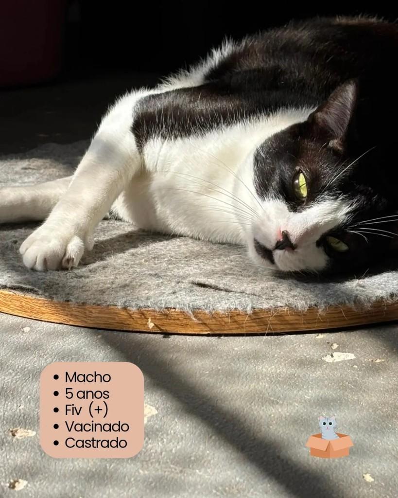 Mingau, gato de porte pequeno para adoção em Campinas - SP
