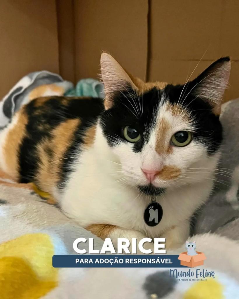 Clarice, gato de porte pequeno para adoção em Campinas - SP