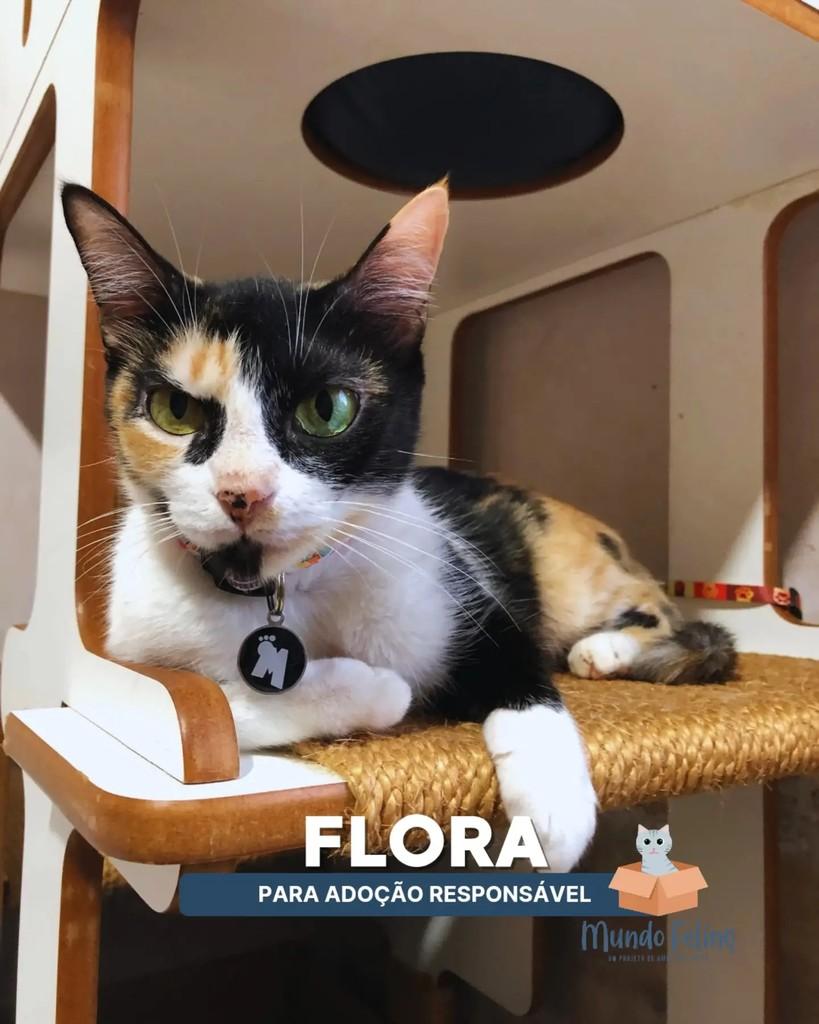 Flora, gata de porte médio para adoção em Campinas - SP