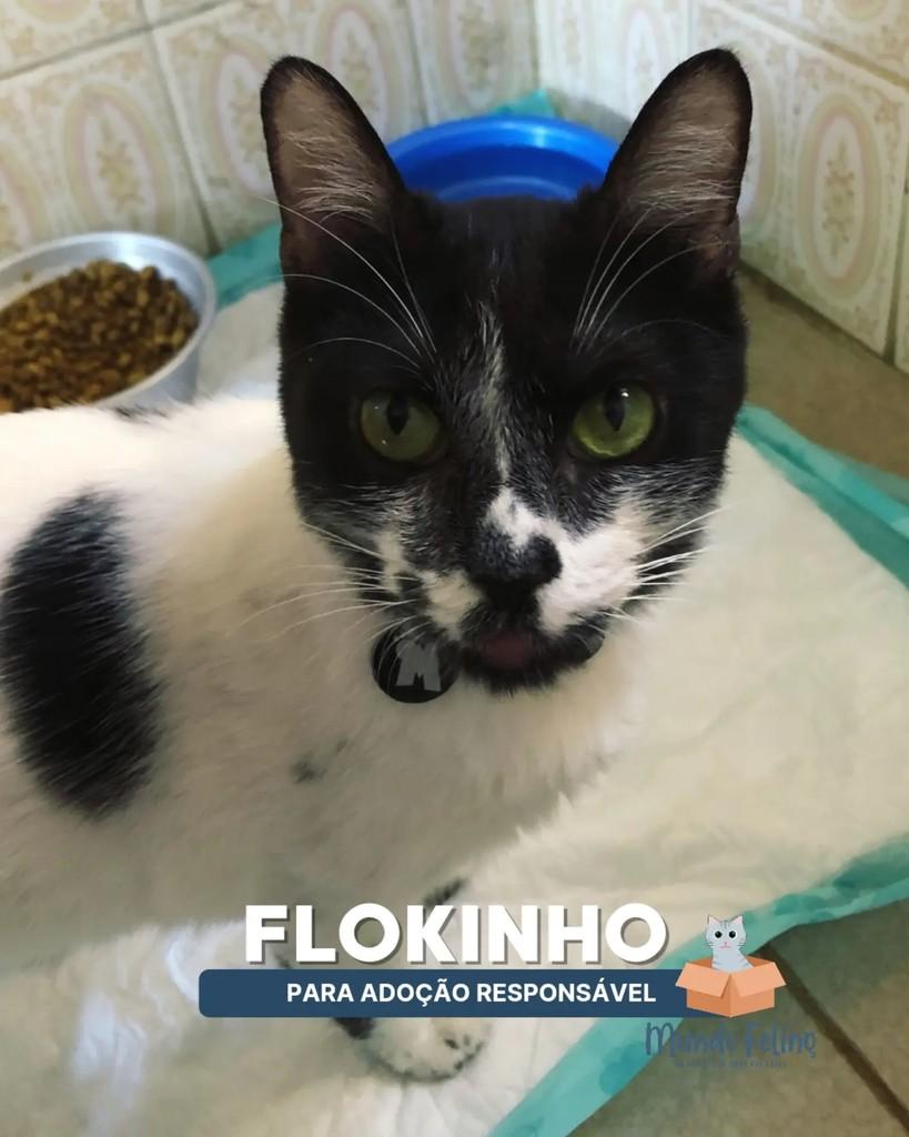 Floquinho, gato de porte pequeno para adoção em Campinas - SP
