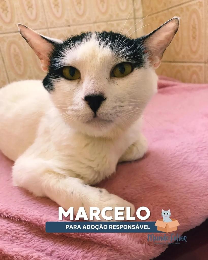 Marcelo, gato de porte pequeno para adoção em Campinas - SP