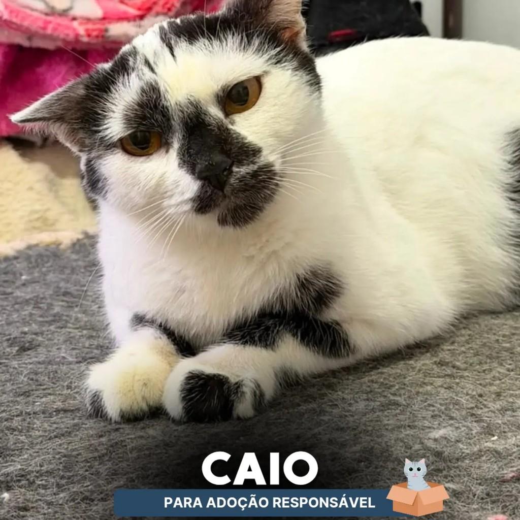 Caio, gato de porte pequeno para adoção em Campinas - SP