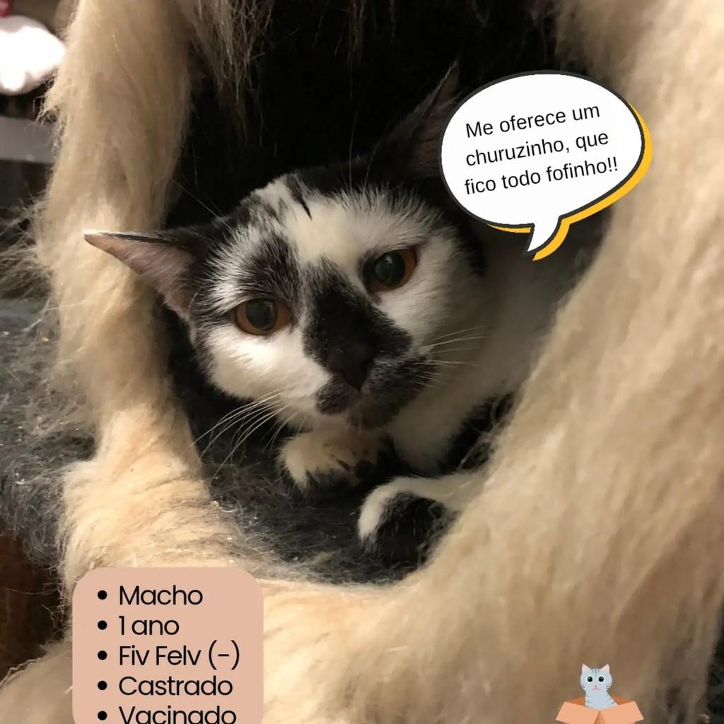 Caio, gato de porte pequeno para adoção em Campinas - SP — foto 2 de 2