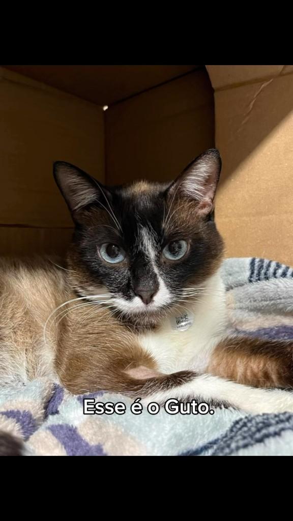 Guto, gato de porte pequeno para adoção em Campinas - SP