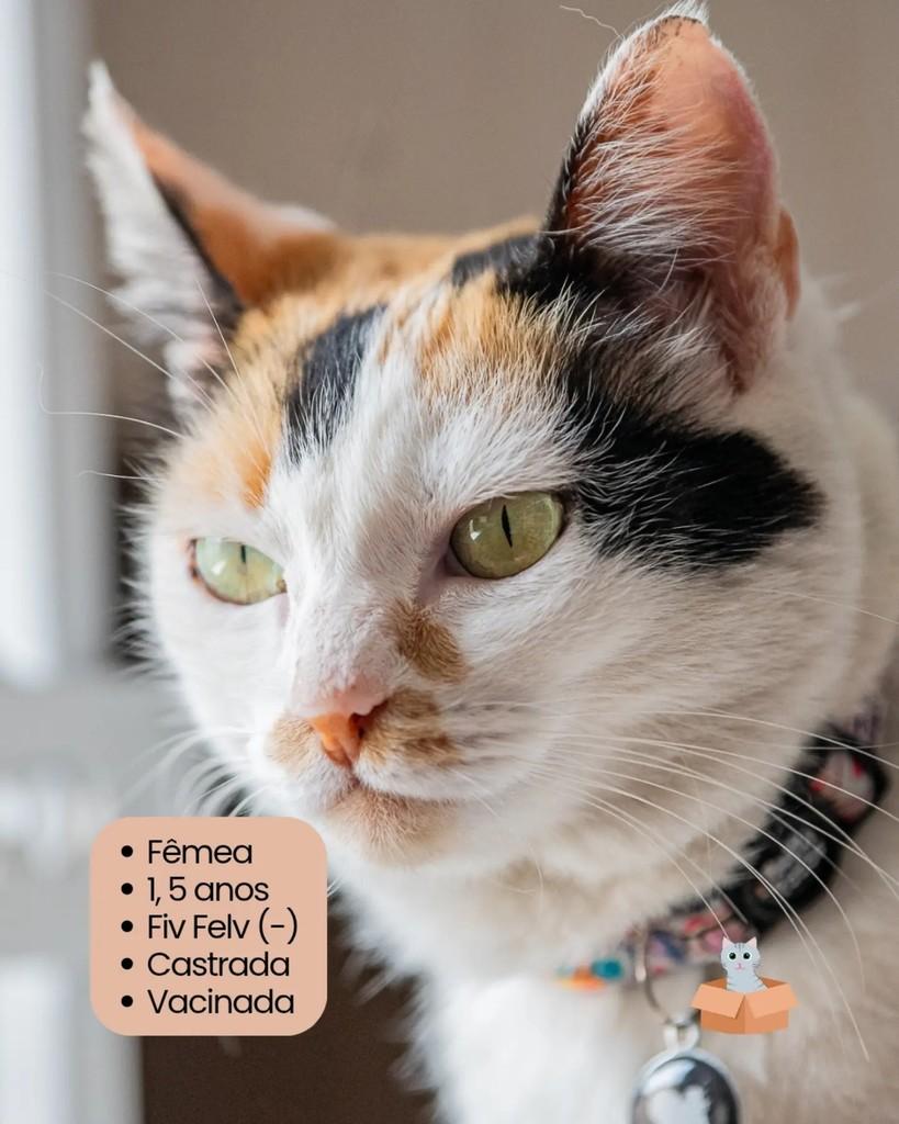 Sofia, gata de porte pequeno para adoção em Campinas - SP