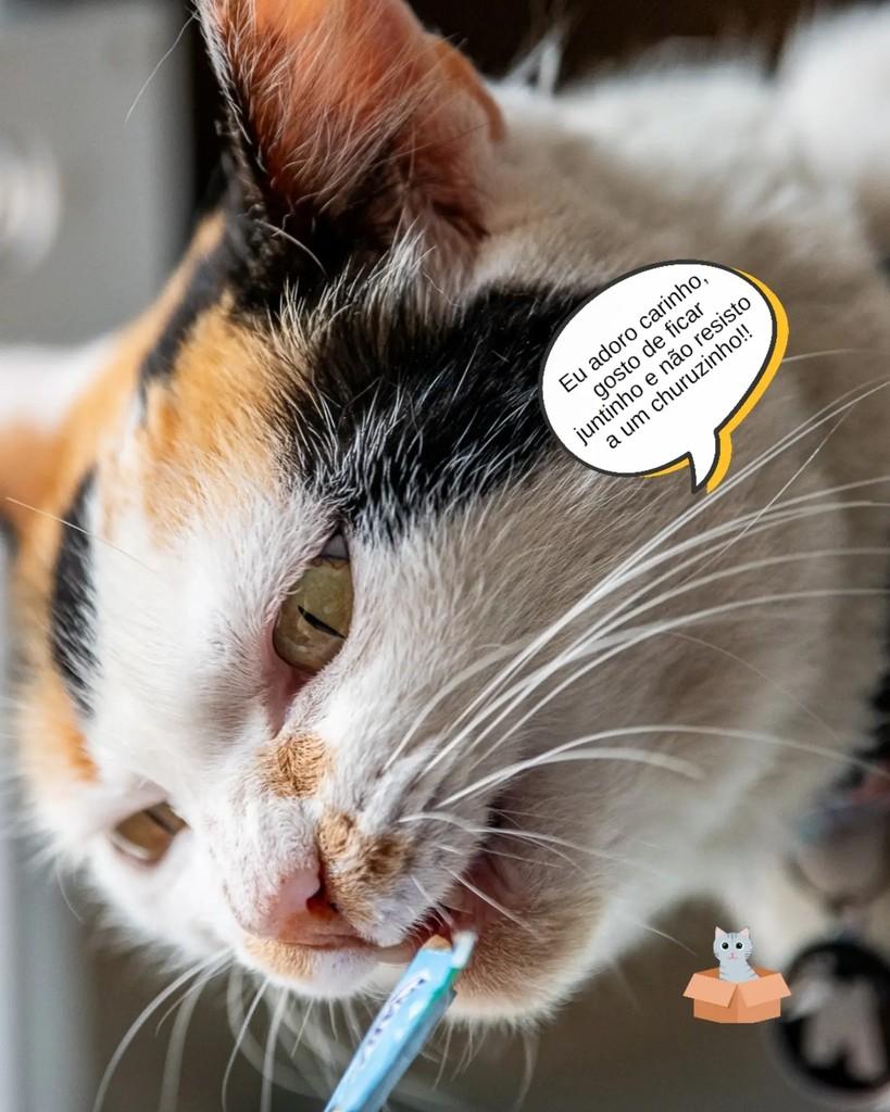 Sofia, gata de porte pequeno para adoção em Campinas - SP — foto 2 de 2