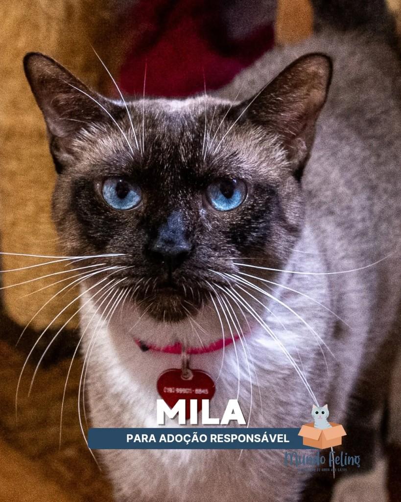 Mila, gata de porte médio para adoção em Campinas - SP