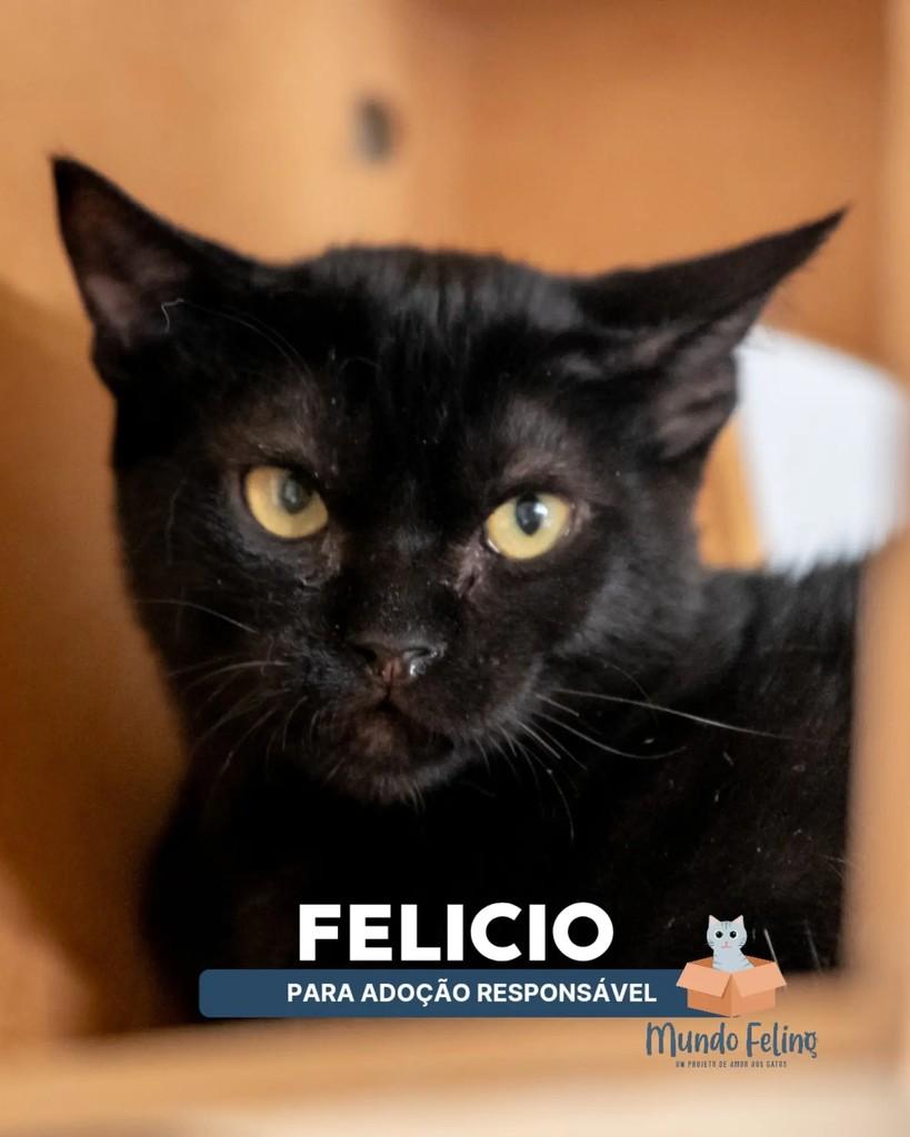 Felício Black, gato de porte pequeno para adoção em Campinas - SP