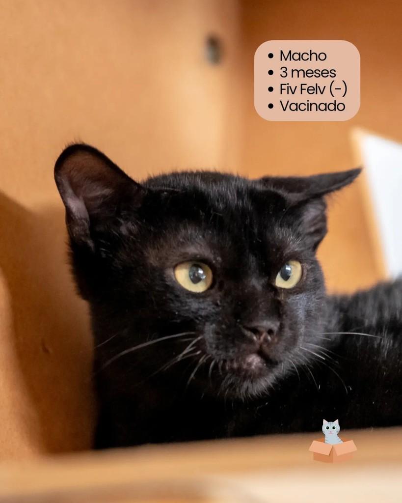 Felício Black, gato de porte pequeno para adoção em Campinas - SP — foto 2 de 2