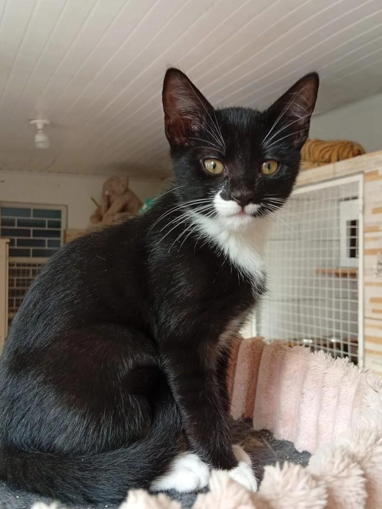 Faísca, gato de porte pequeno para adoção em Porto Alegre - RS