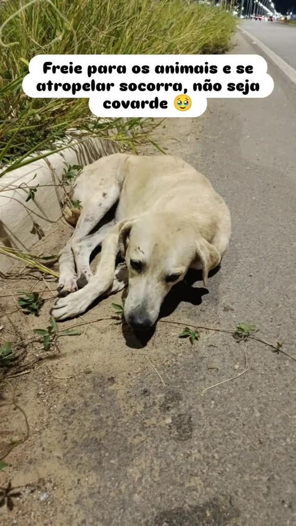 Marley, cachorro de porte médio para adoção em Petrolina - PE