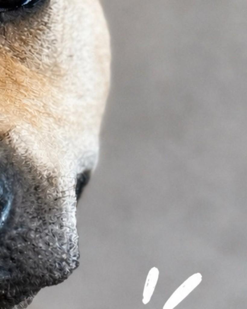 Pitoco, cachorro de porte pequeno para adoção em Ribeirão Preto - SP