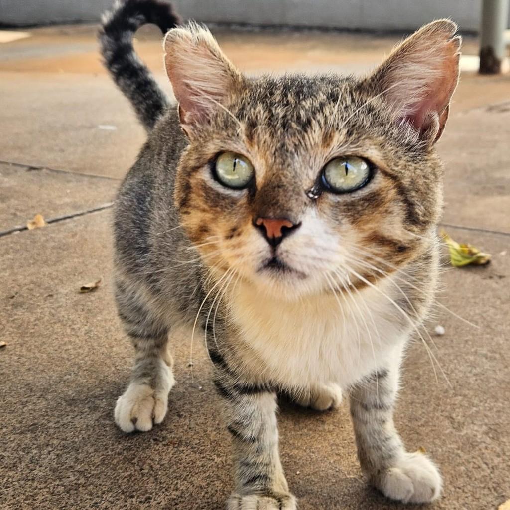 Eros, gato de porte pequeno para adoção em Ribeirão Preto - SP