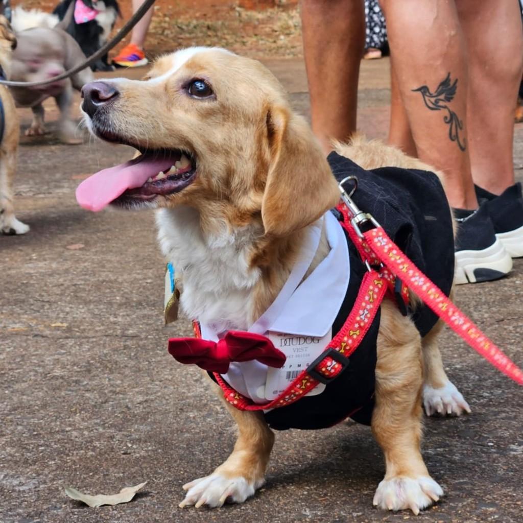 Nico, cachorro de porte pequeno para adoção em Ribeirão Preto - SP