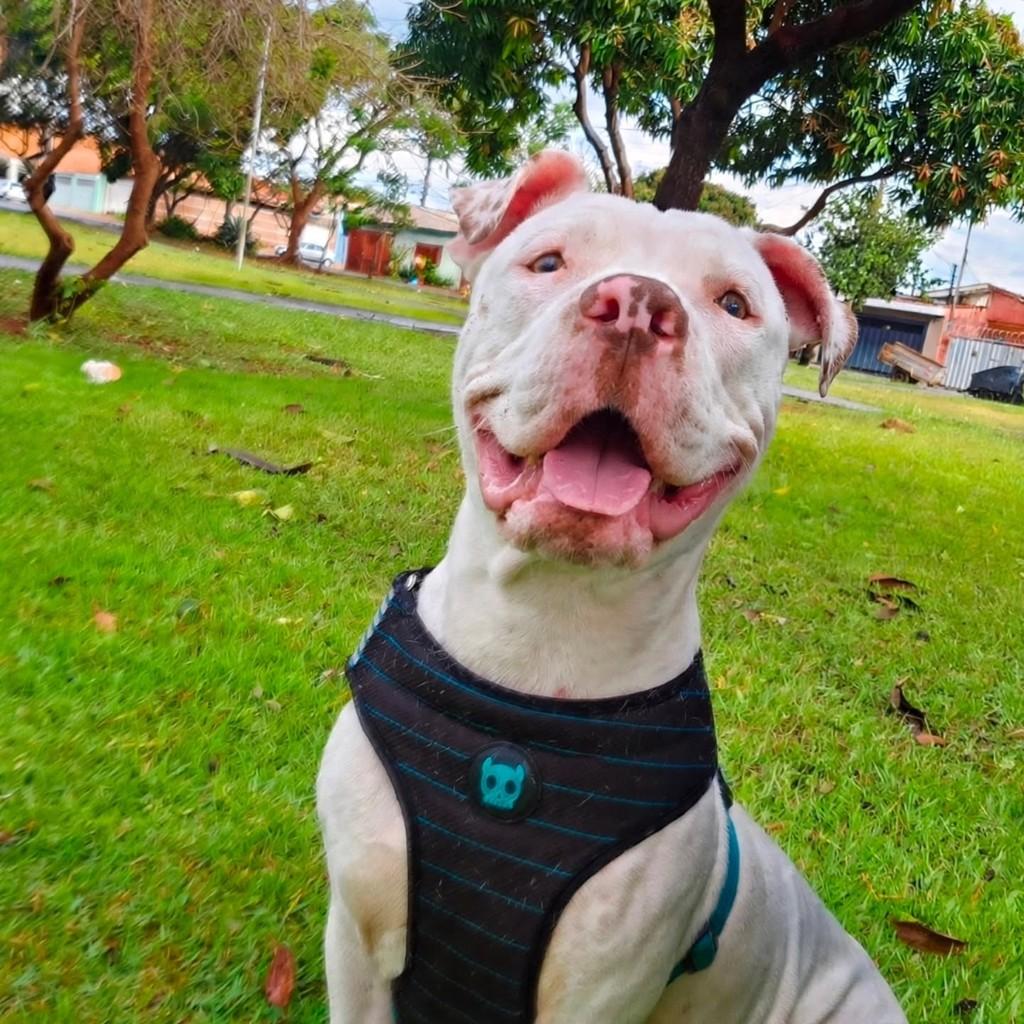 Ravenna, cadela de porte médio para adoção em Ribeirão Preto - SP